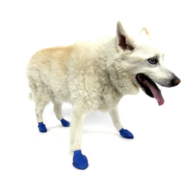 Protex PawZ Disposable and Reusable Boots for Dogs (Blue)
