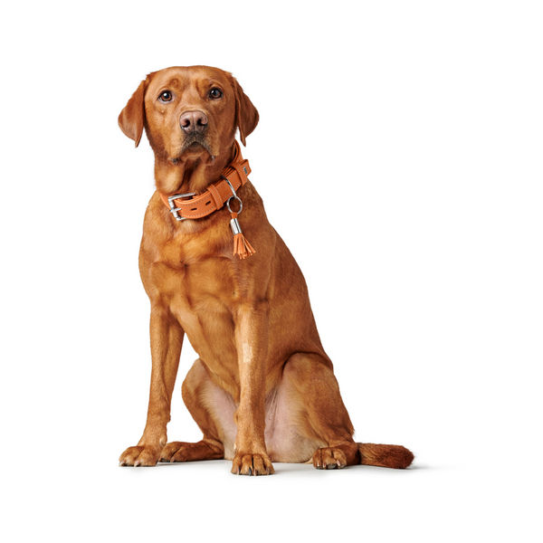 Hunter Cannes Collar for Dogs (Orange)