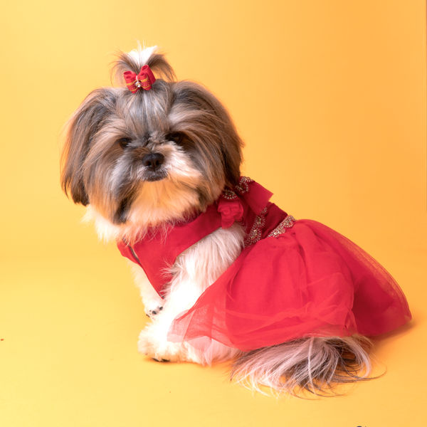 The Papaw Cartel Embellished Chanya Choli For Dogs (Red)