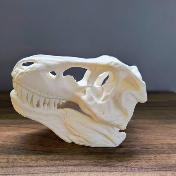 Splashy Fin Trex Skull Miniature for Aquarium
