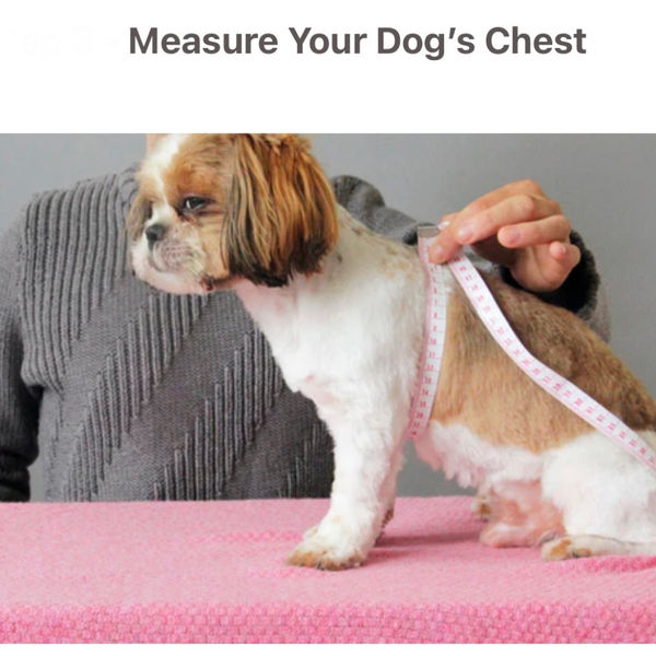 KUTKUT Cute Stripe Pattern Stretchable Shirt for Small Dogs & Cats