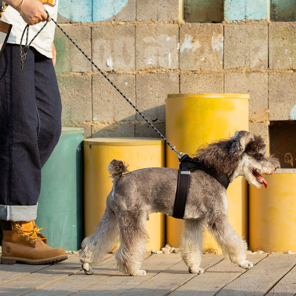 Truelove High Density Reflective Rope Webbing Leash for Dogs (Black)