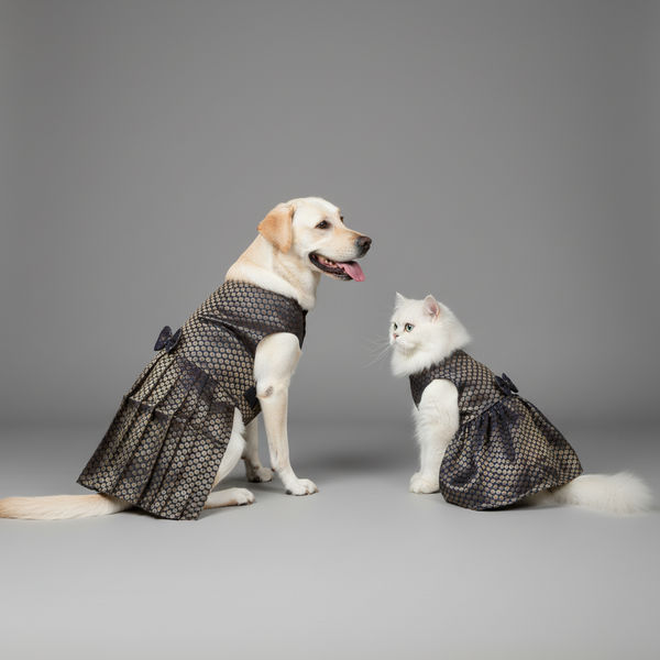 Skatrs Brocade Gold Printed Dress for Dogs and Cats (Blue)