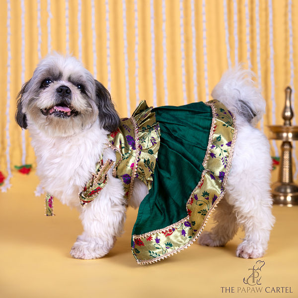 The Papaw Cartel Paithani Tie Up Dress with Gotapati for Dogs & Cats (Green)