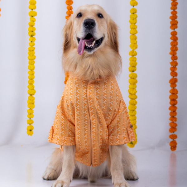 15 Furries Haldi Kurta for Dogs