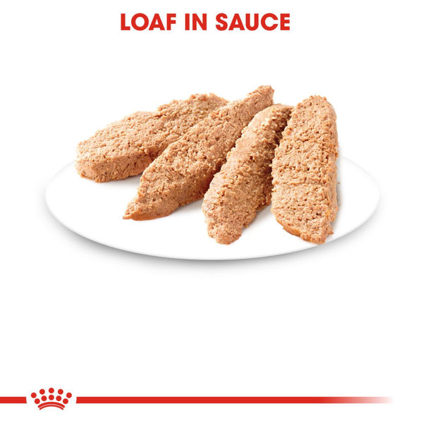 Royal Canin Kitten Jelly and Kitten Loaf Cat Wet Food Combo