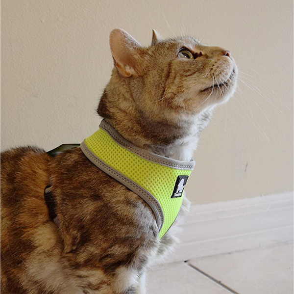 Truelove Harness for Cats and Small Dogs (Blue)