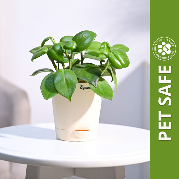 Ugaoo Succulent Live Peperomia Green Creeper Pet Safe Plant with Pot
