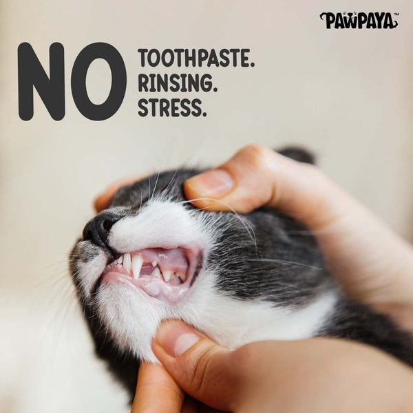 Pawpaya Tooth Wipes for Dogs and Cats