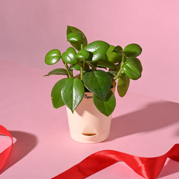 Ugaoo Succulent Live Peperomia Green Creeper Pet Safe Plant with Pot