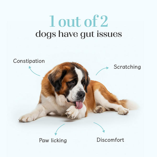 Hope Chicken Flavoured Pre+ Probiotics Supplement for Dogs