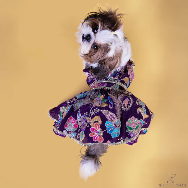 The Papaw Cartel Motif Embroidered Lehenga Choli for Dogs & Cats (Purple Paisley)