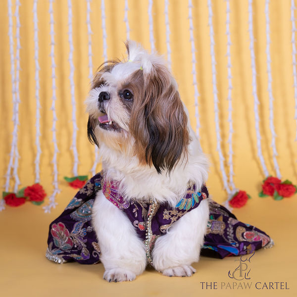 The Papaw Cartel Motif Embroidered Lehenga Choli for Dogs & Cats (Purple Paisley)