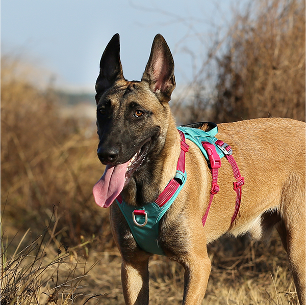 Truelove Escape proof harness for Dogs (Pool Blue)