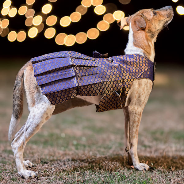 Skatrs Brocade Gold Printed Dress for Dogs and Cats (Blue)