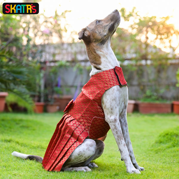 Skatrs Brocade Gold Printed Dress for Dogs and Cats (Red)