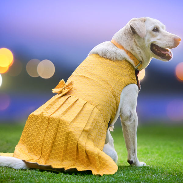 Skatrs Brocade Gold Printed Dress for Dogs and Cats (Yellow)