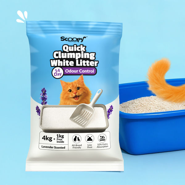 Scoopy Cat Litter | Lavender Scented | Quick Clumping | 100% Natural Bentonite White Sand (Buy 1 Get 1)
