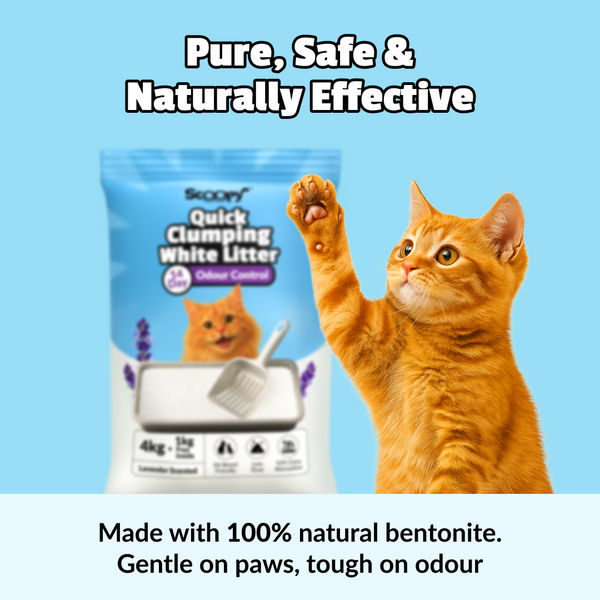 Scoopy Cat Litter | Lavender Scented | Quick Clumping | 100% Natural Bentonite White Sand (Buy 1 Get 1)