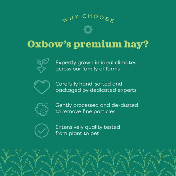 Oxbow Western Timothy Hay Dry Food for Rabbits and Guinea Pigs