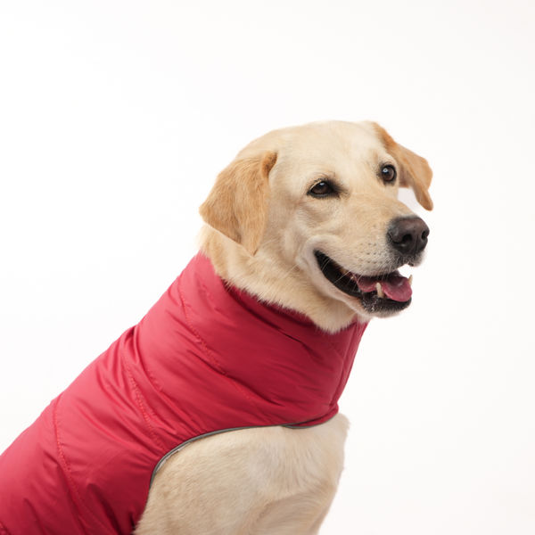 Skatrs Cherry Snuggle Puffer Reversible Jacket for Dogs and Cats