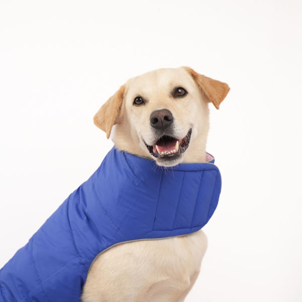 Skatrs Cotton Candy Cuddles Puffer Reversible Jacket for Dogs and Cats