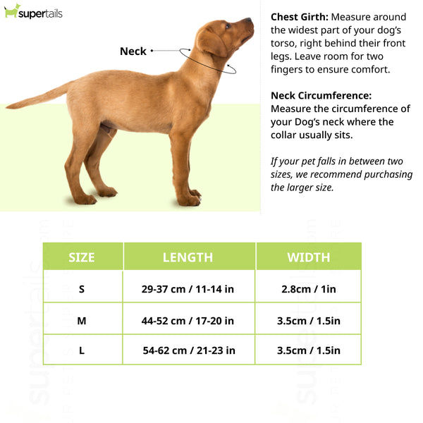 Hunter Cannes Collar for Dogs (Orange)