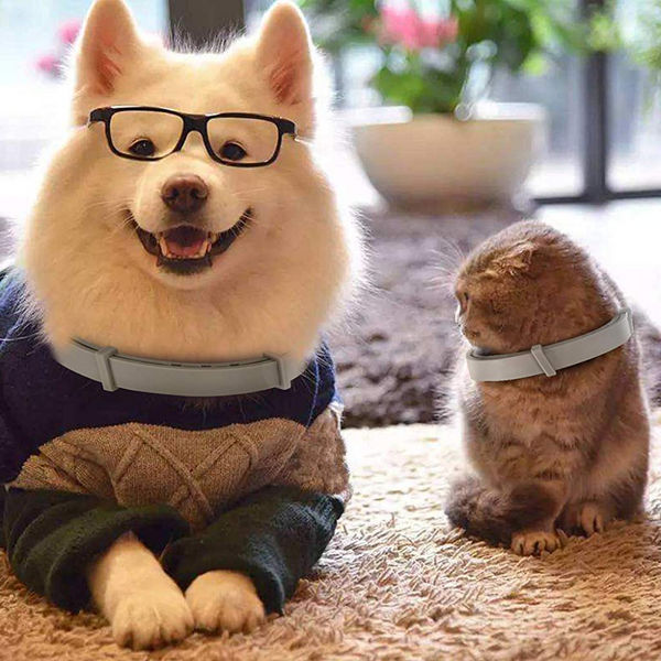 QPets Adjustable Waterproof Tick & Flea Collar for Dogs and Cats (Grey)