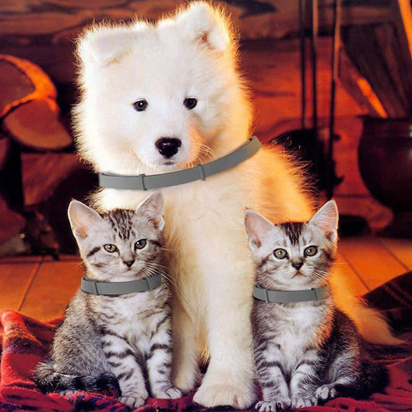 QPets Adjustable Waterproof Tick & Flea Collar for Dogs and Cats (Grey)