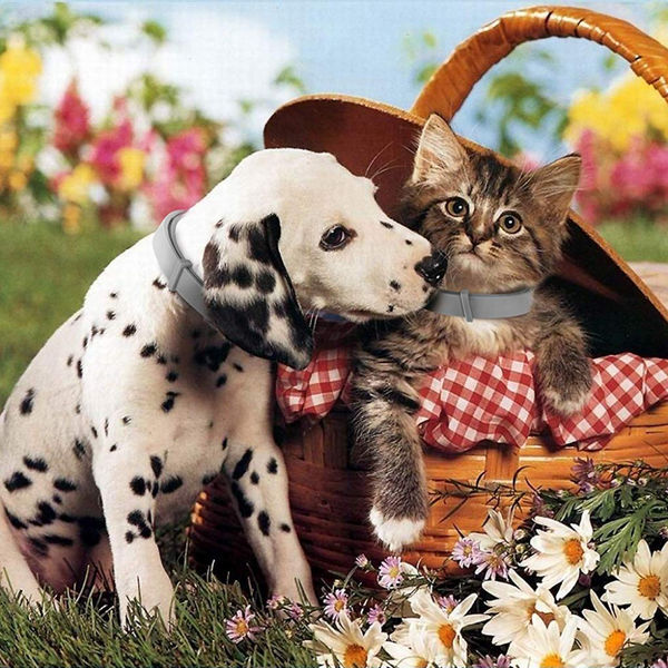 QPets Adjustable Waterproof Tick & Flea Collar for Dogs and Cats (Grey)