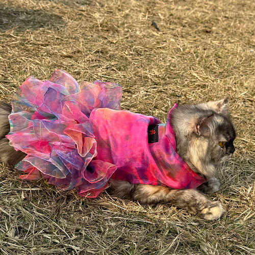 Pawgypets Tie and Dye Frilly Dress for Cats (Pink)