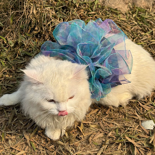 Pawgypets Tie and Dye Frilly Dress for Cats (Blue)