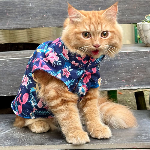 Pawgypets Flamingo Sando for Cats (Navy Blue)