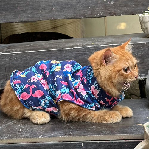 Pawgypets Flamingo Sando for Cats (Navy Blue)