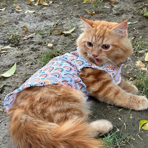 Pawgypets Rainbow Sando for Cats (White)