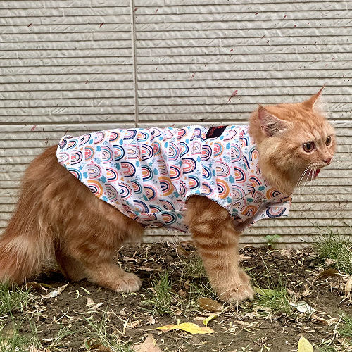 Pawgypets Rainbow Sando for Cats (White)