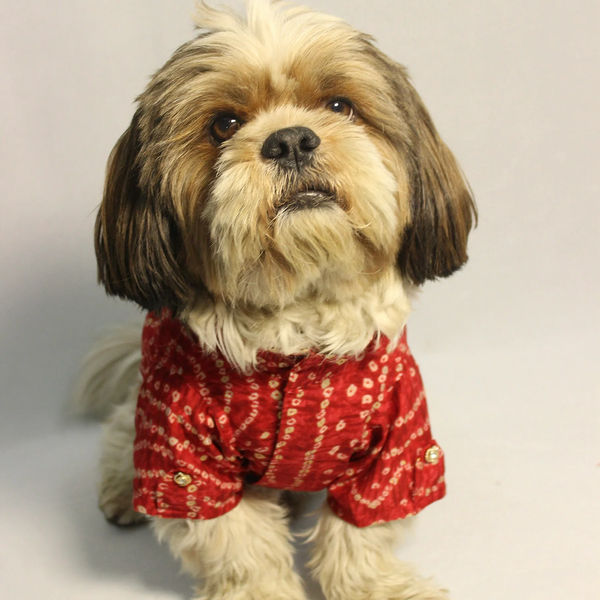 Pawgypets Bandani Kurta for Dogs (Red)