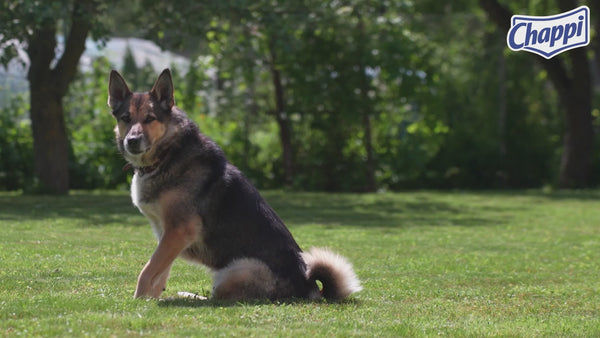 Chappi Chicken & Rice Adult Dog Dry Food