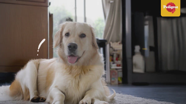 Pedigree Chicken & Liver Flavour Tasty Jerky Dog Treat