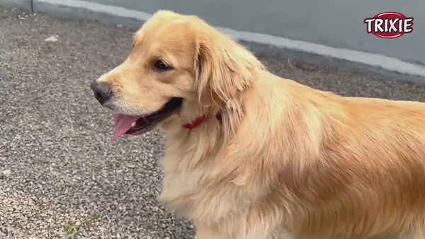 Trixie Premium Collar for Dogs (Papaya)