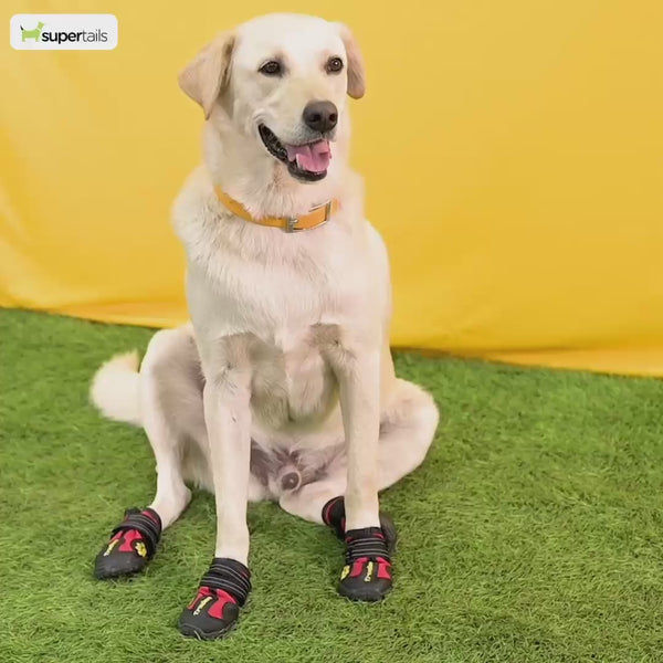 Protex PawZ Disposable and Reusable Boots for Dogs (Camo)