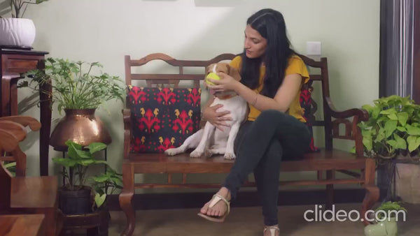 Urban Animal DNA Test for Mating Check Track Test Kit for Dogs