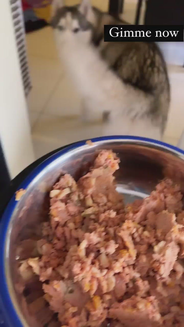 Doggos Mini Monster Chicken and Pumpkin Fresh Small Breeds Dog Wet Food