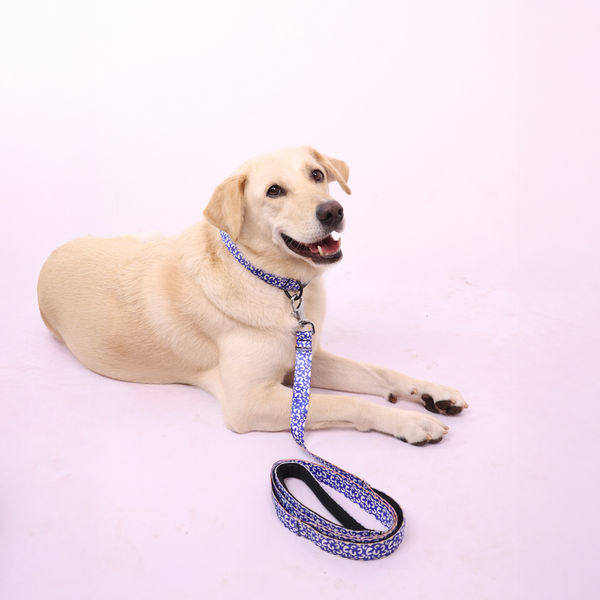 Skatrs Enigma Leash for Dogs