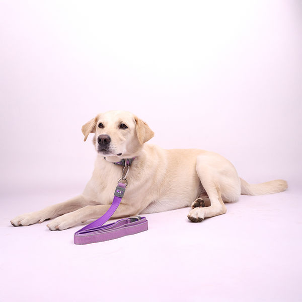 Skatrs Leash for Dogs (Purple)