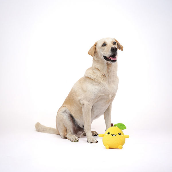 Skatrs Mango Plush Toy for Dogs
