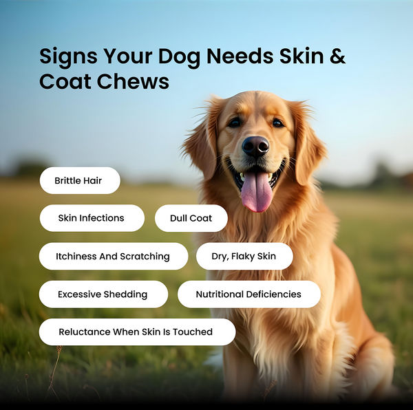 Absolut Pet Probiotics Gut Skin Coat Support Collagen and Biotin Health Dog Supplement