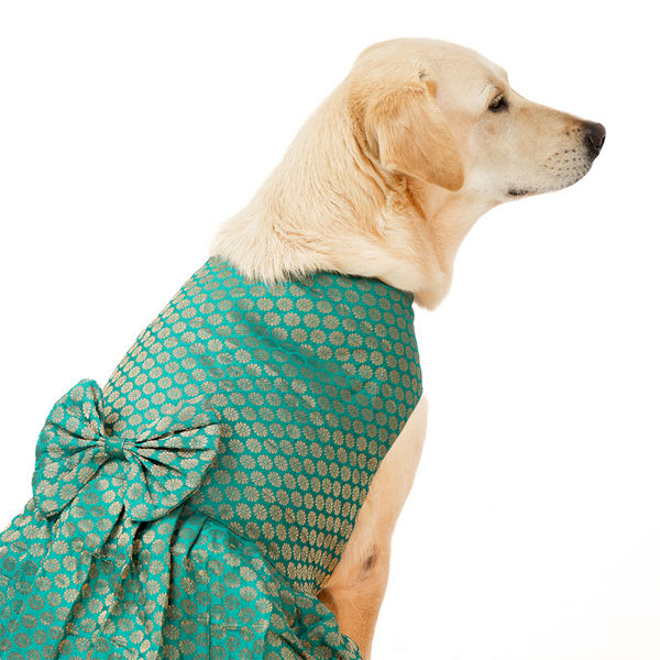 Skatrs Brocade Gold Printed Dress for Dogs and Cats (Teal)