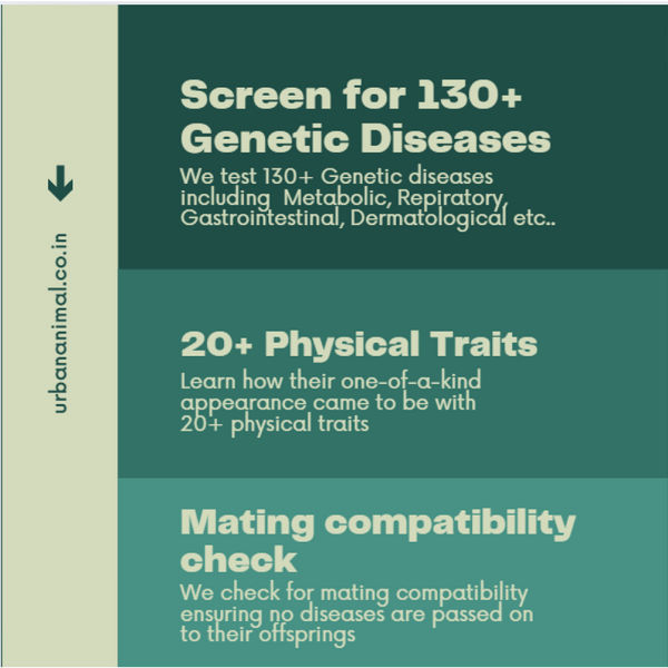 Urban Animal DNA Test Kit for Genetic Disease Mapping for Dogs