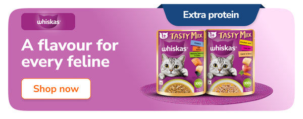 Skatrs Brocade Gold Printed Dress for Dogs and Cats (Teal)